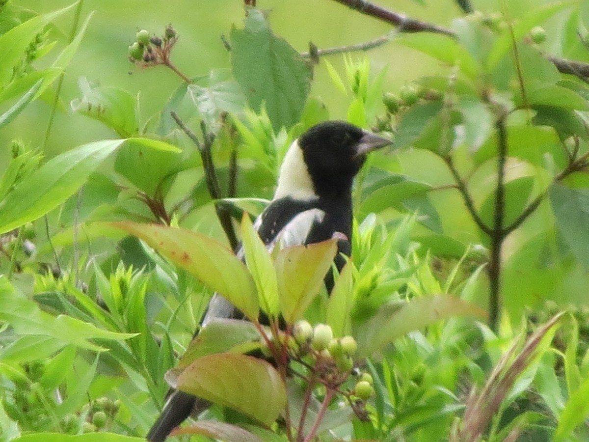 Bobolink - ML64305041