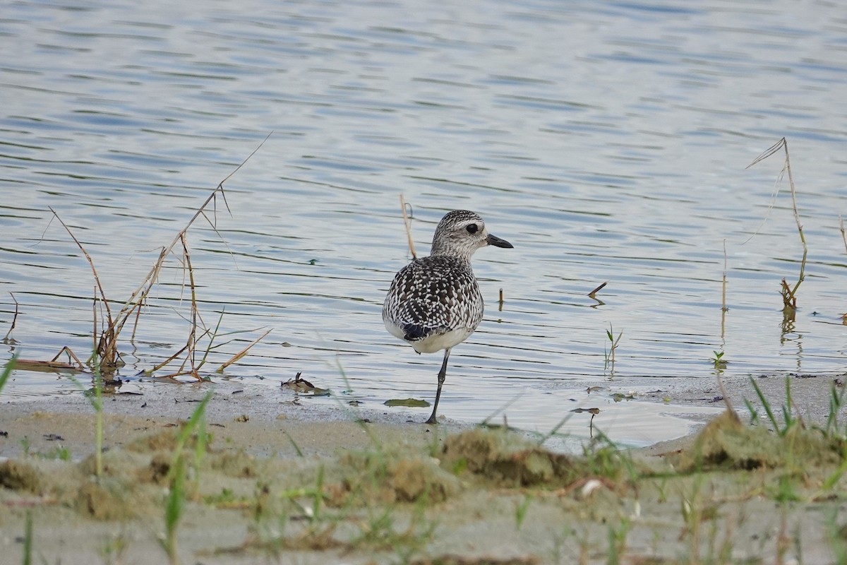 Black-bellied Plover - ML643050413