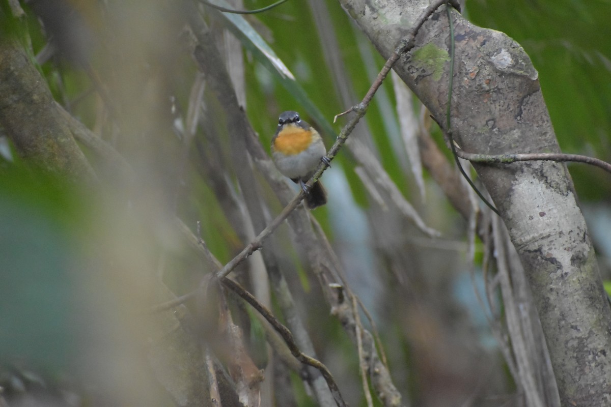 Palawan Blue Flycatcher - ML643050414