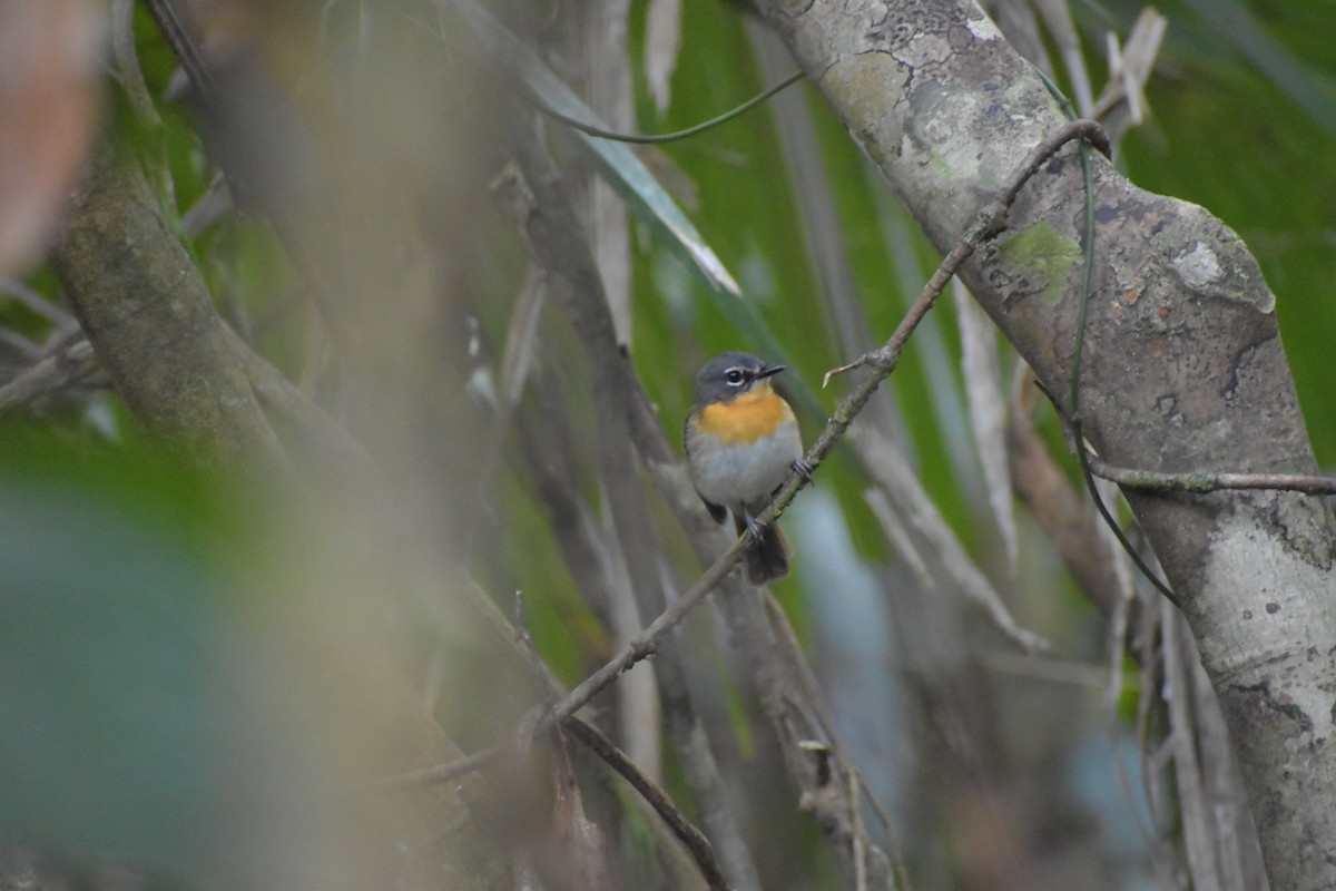 Palawan Blue Flycatcher - ML643050416