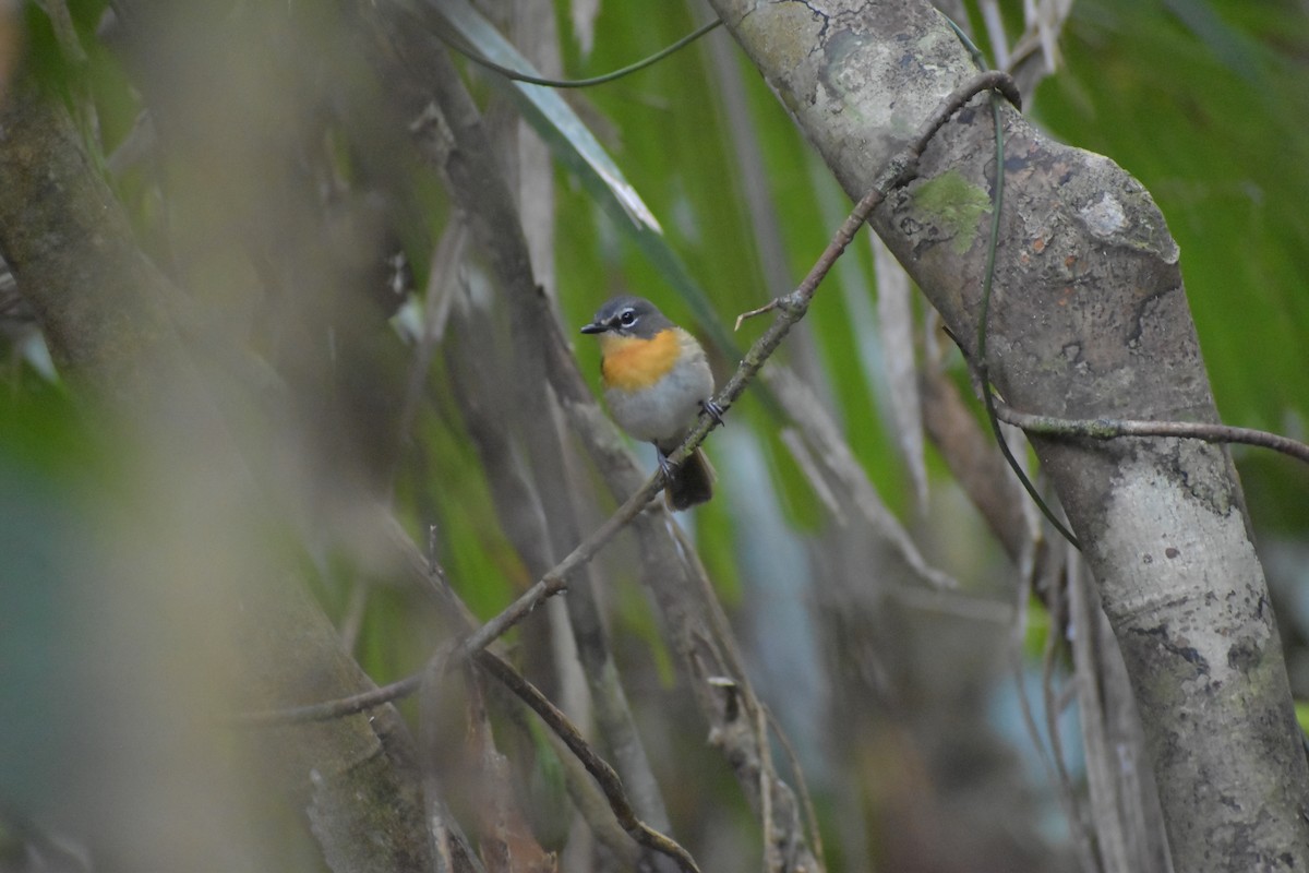 Palawan Blue Flycatcher - ML643050417