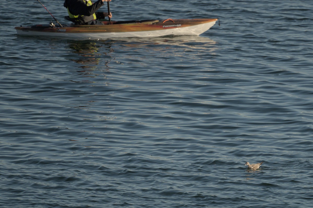 Gabbiano di Sabine - ML643050426