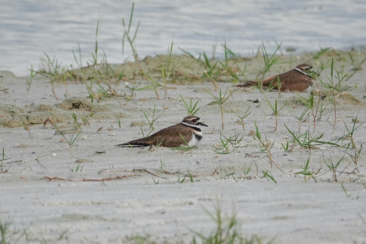 Killdeer - ML643050434