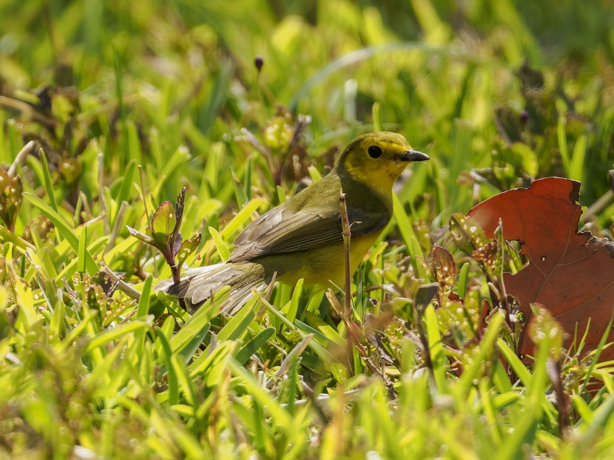 Hooded Warbler - ML643050435