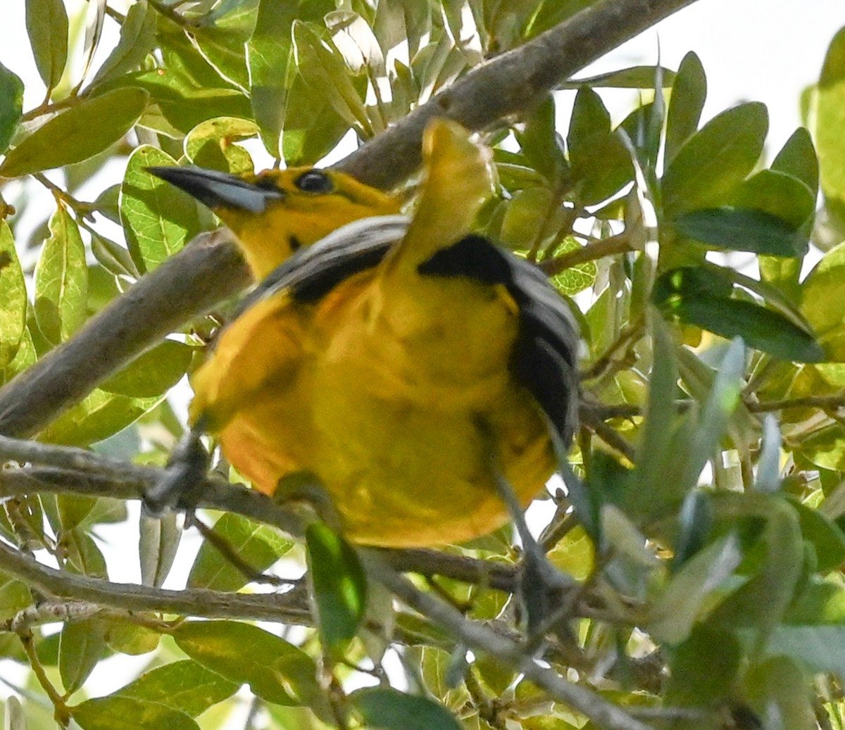 Spot-breasted Oriole - ML643050437