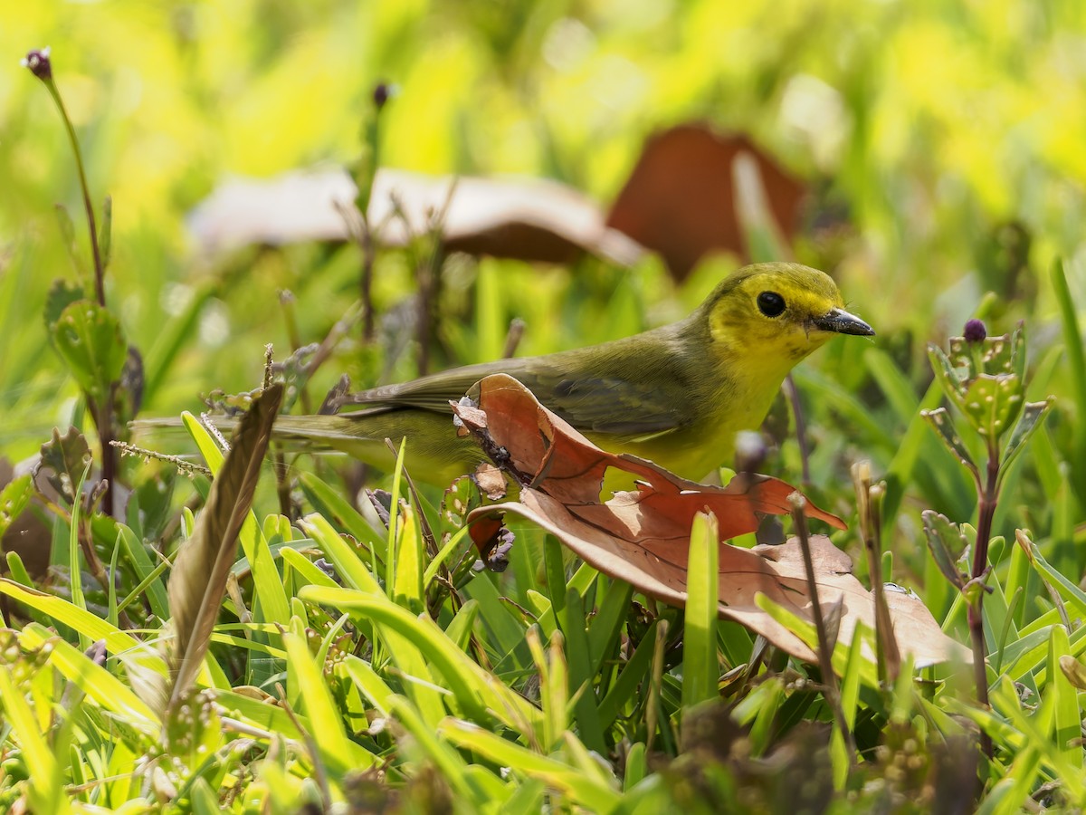 Hooded Warbler - ML643050439