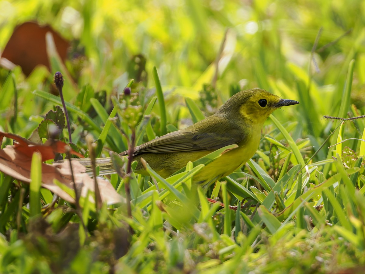Hooded Warbler - ML643050441