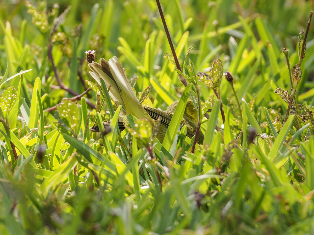 Hooded Warbler - ML643050443