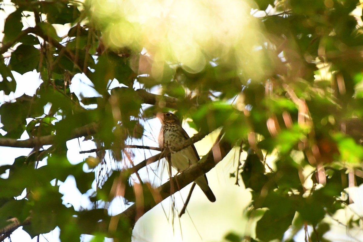 brunkinnskogtrost - ML643050457