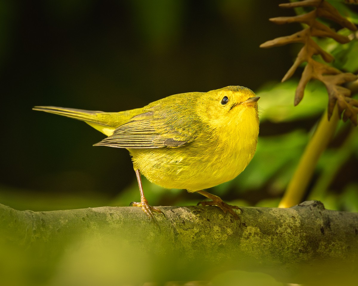 Wilson's Warbler - ML643050472