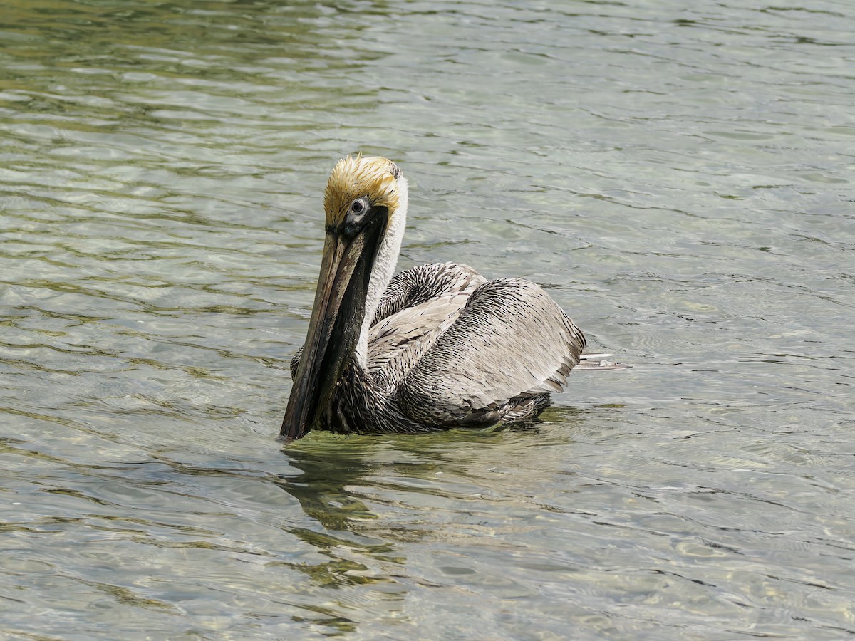 Brown Pelican - ML643050479