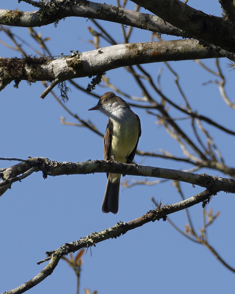 Swainson's Flycatcher - ML643050481
