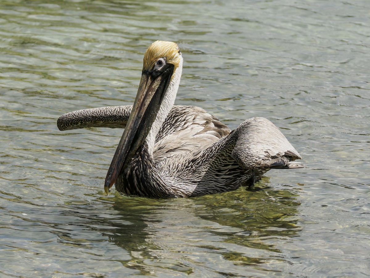 Brown Pelican - ML643050482