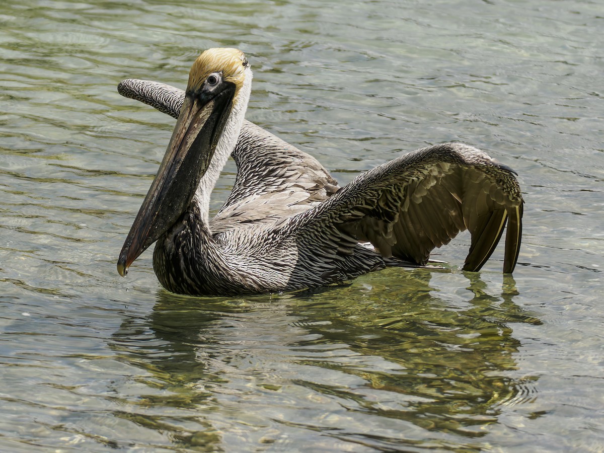 Brown Pelican - ML643050484