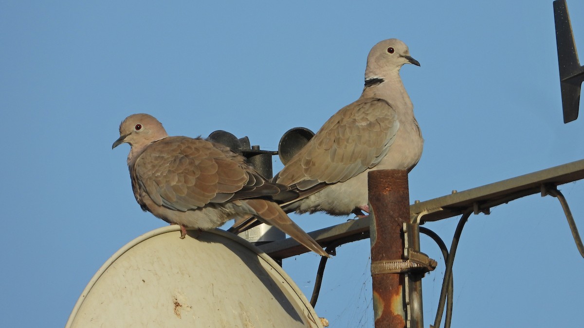 Буулгат хүүрзгэнэ - ML643050485