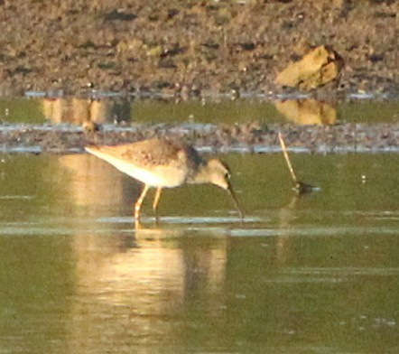 Stilt Sandpiper - ML643050491