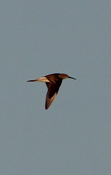 Stilt Sandpiper - ML643050494