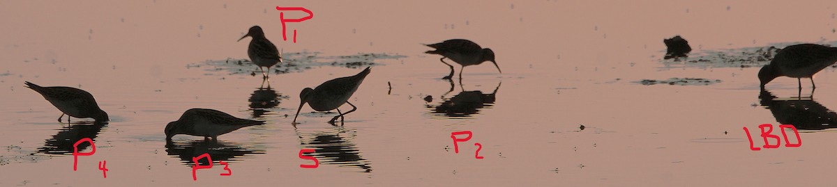 Stilt Sandpiper - ML643050505
