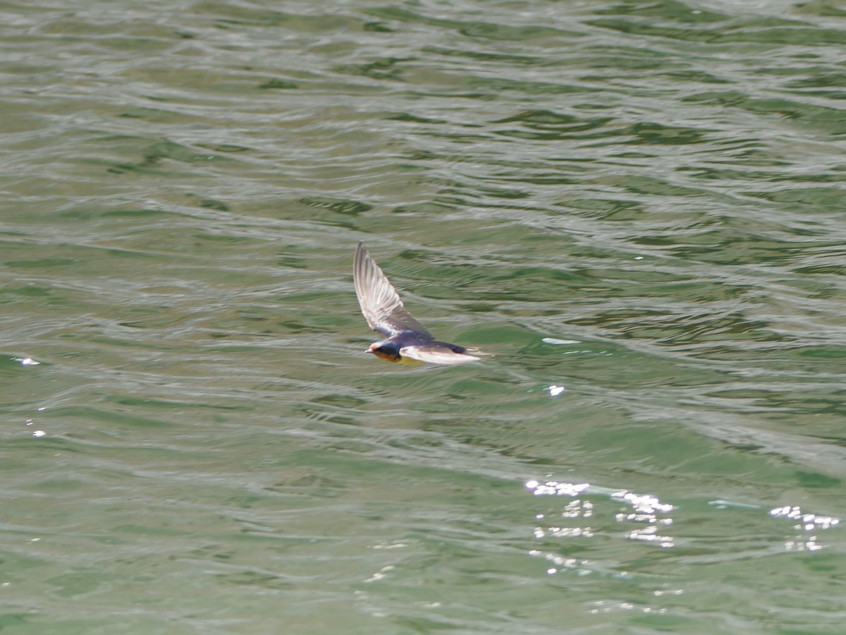 Barn Swallow - ML643050510