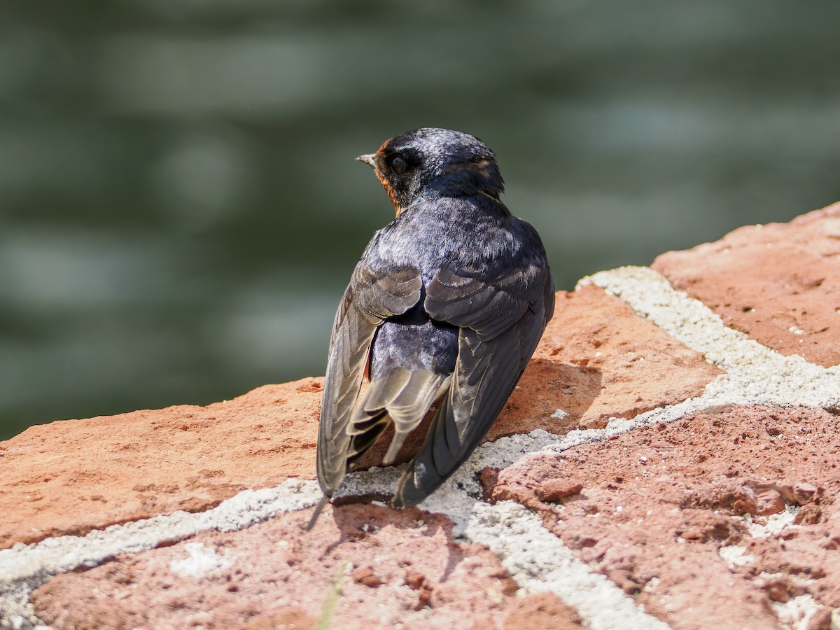 Barn Swallow - ML643050515