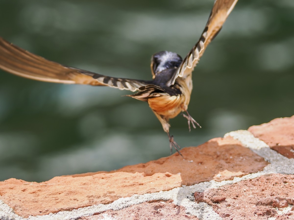 Barn Swallow - ML643050517