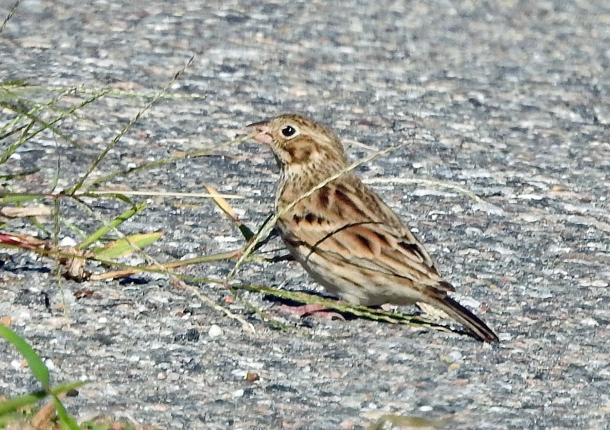 Vesper Sparrow - ML643050527