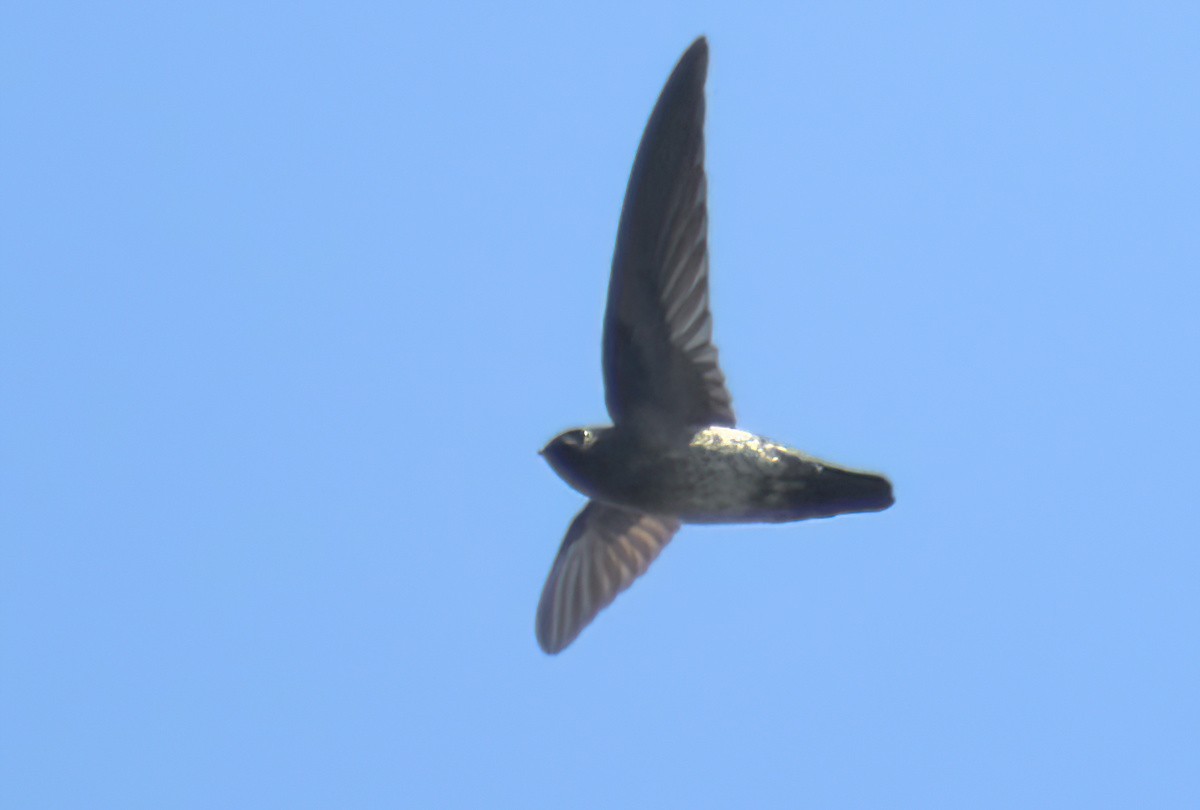 Plume-toed Swiftlet - ML643050531
