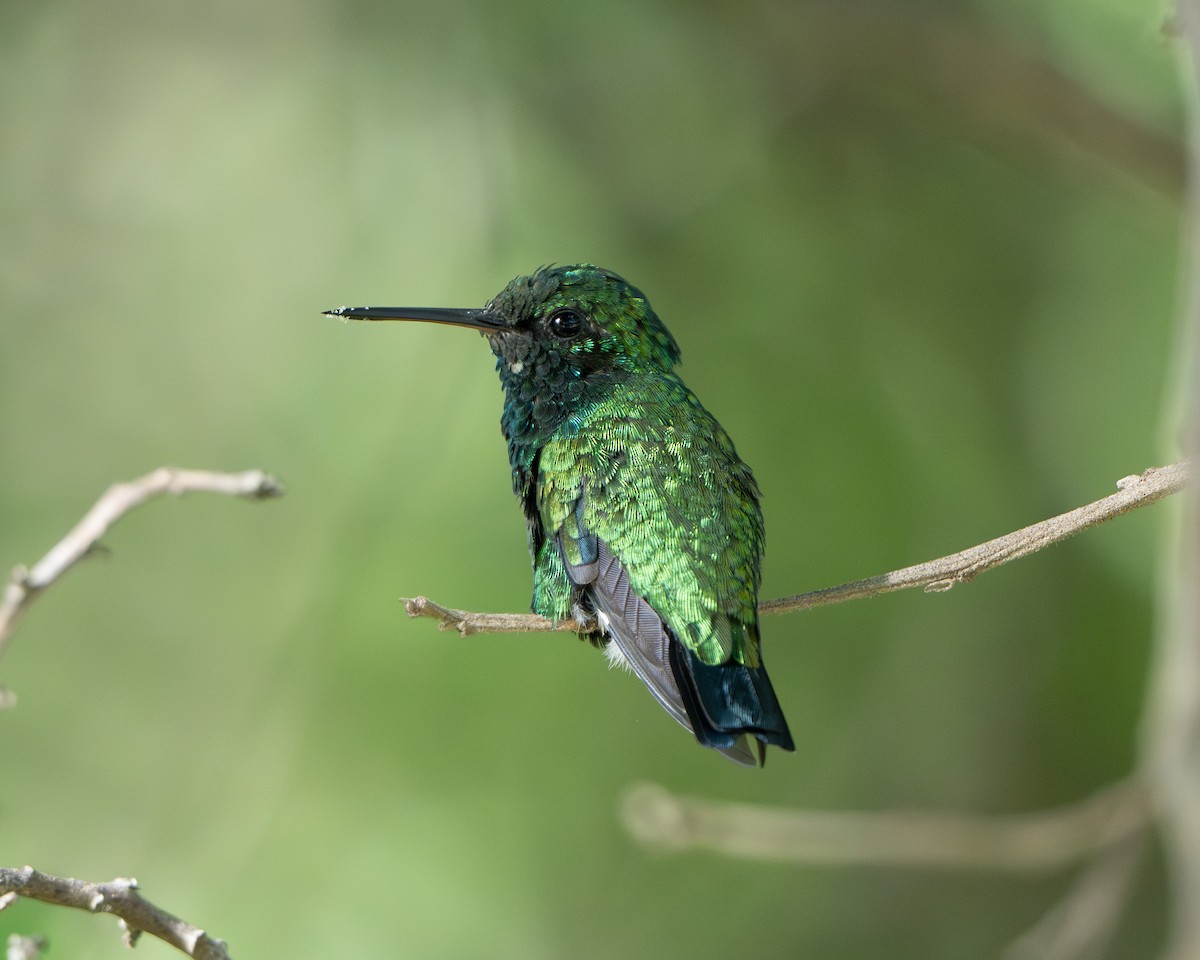 Shining-green Hummingbird - ML643050543