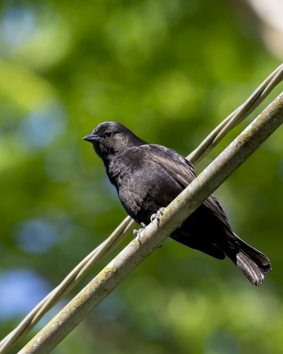 Shiny Cowbird - ML643050551