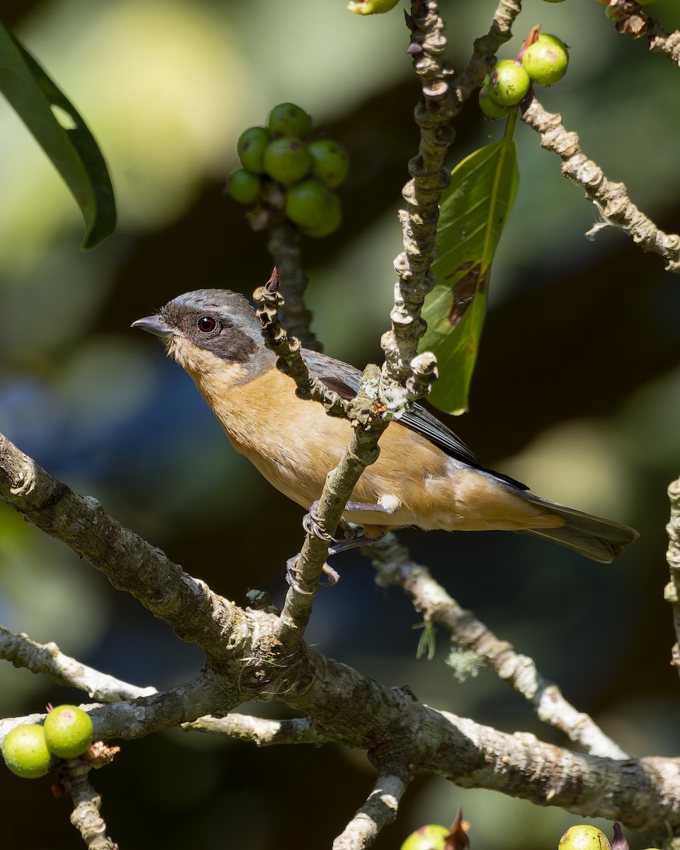 Fawn-breasted Tanager - ML643050570