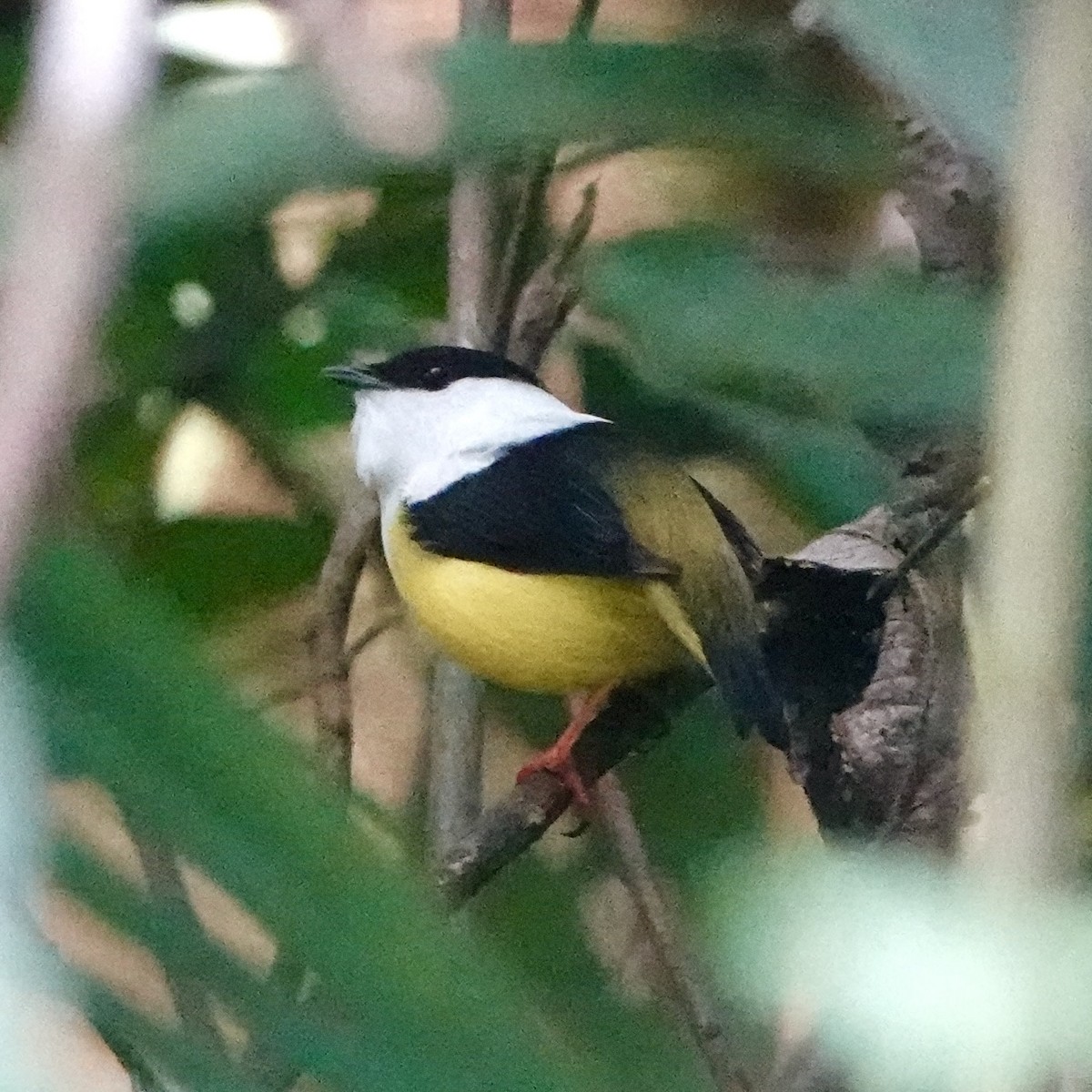 White-collared Manakin - ML643050583