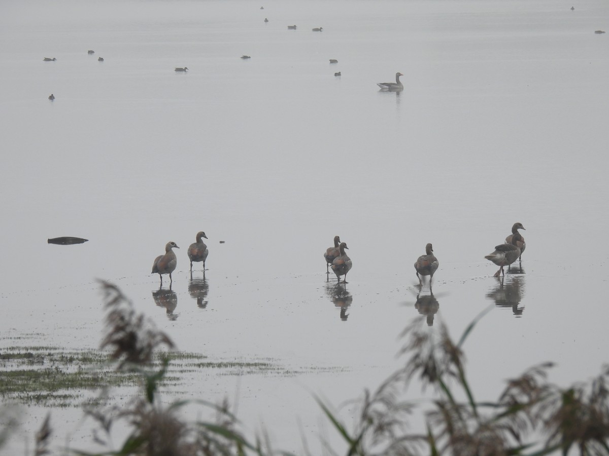 Egyptian Goose - ML643050603