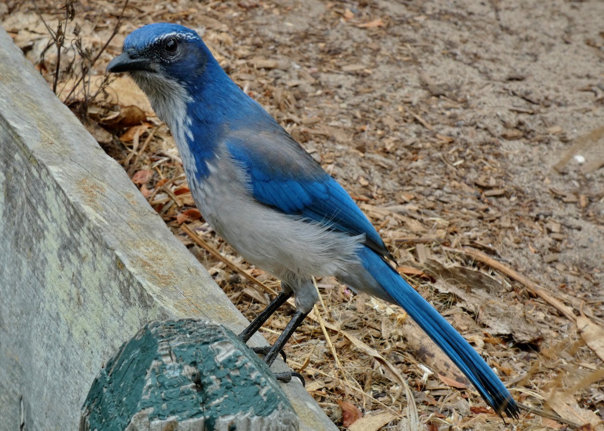 California Scrub-Jay - ML643050676