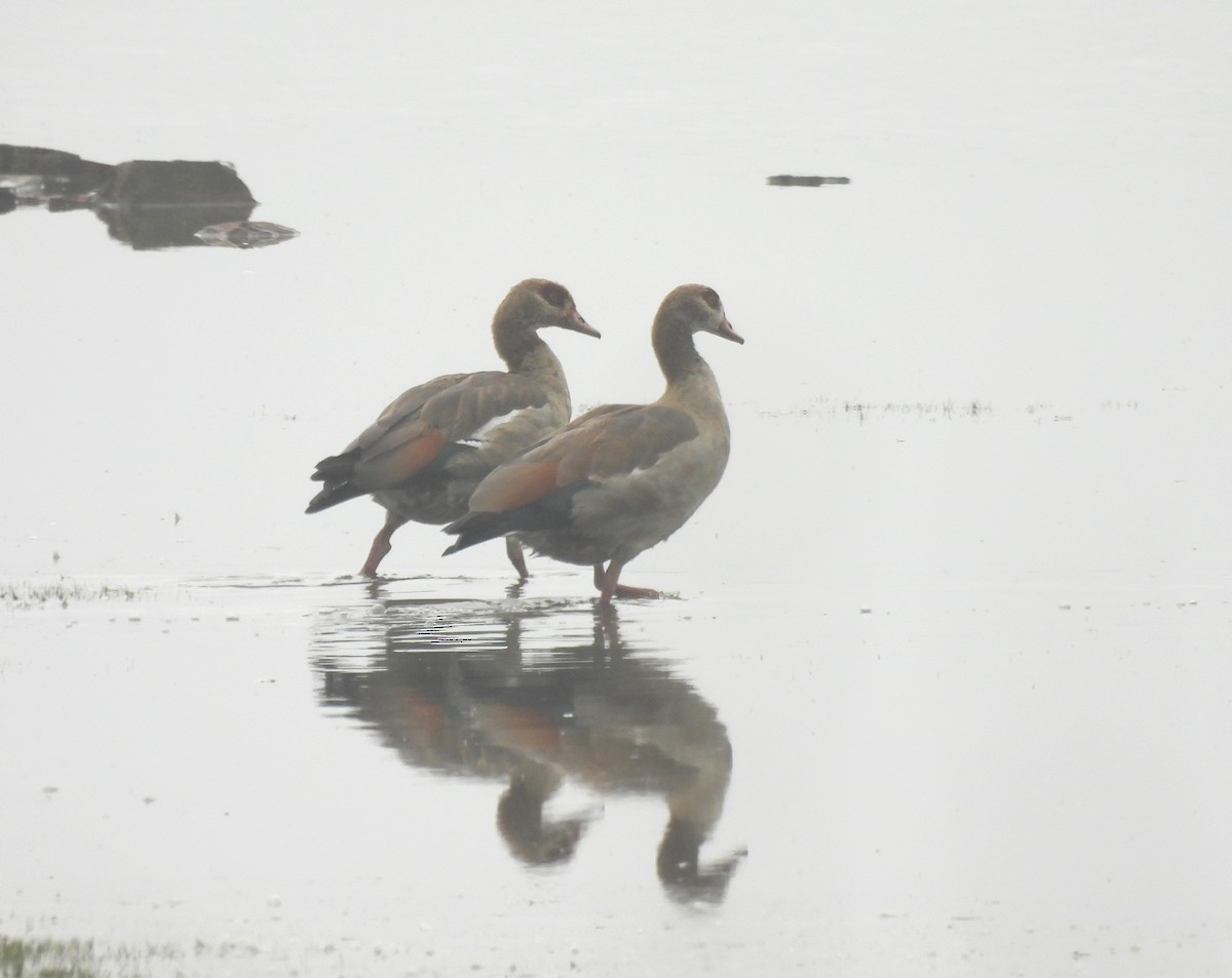 Egyptian Goose - ML643050683