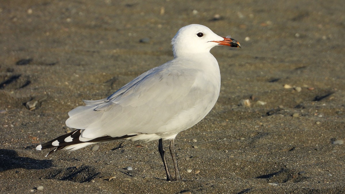 Audouin's Gull - ML643050703
