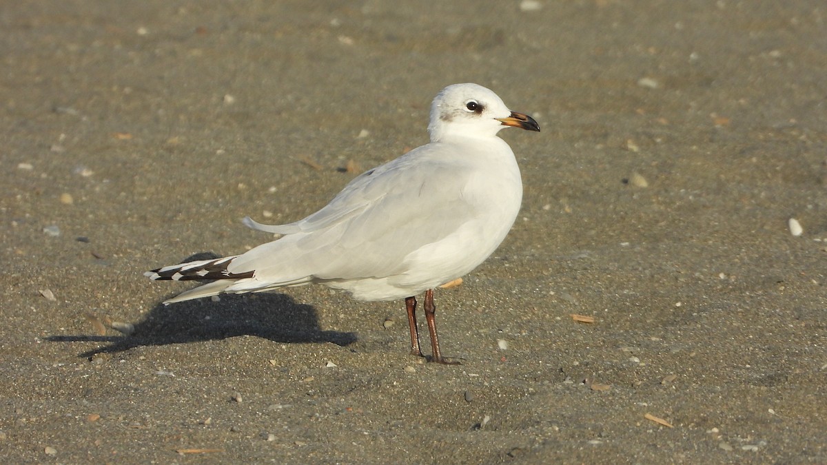 Mediterranean Gull - ML643050709