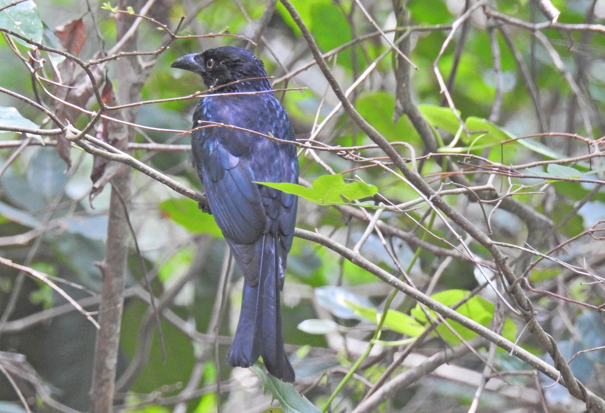 Drongo pailleté - ML643050710