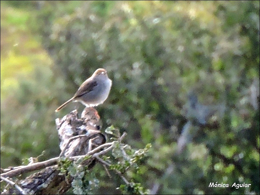 Piping Cisticola - ML643050726