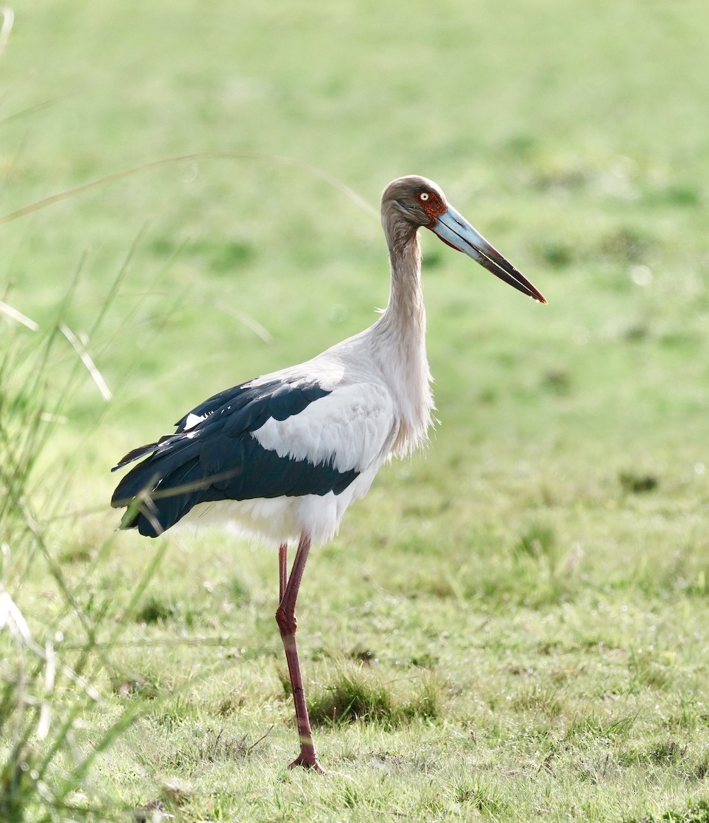 Maguari Stork - ML643050737