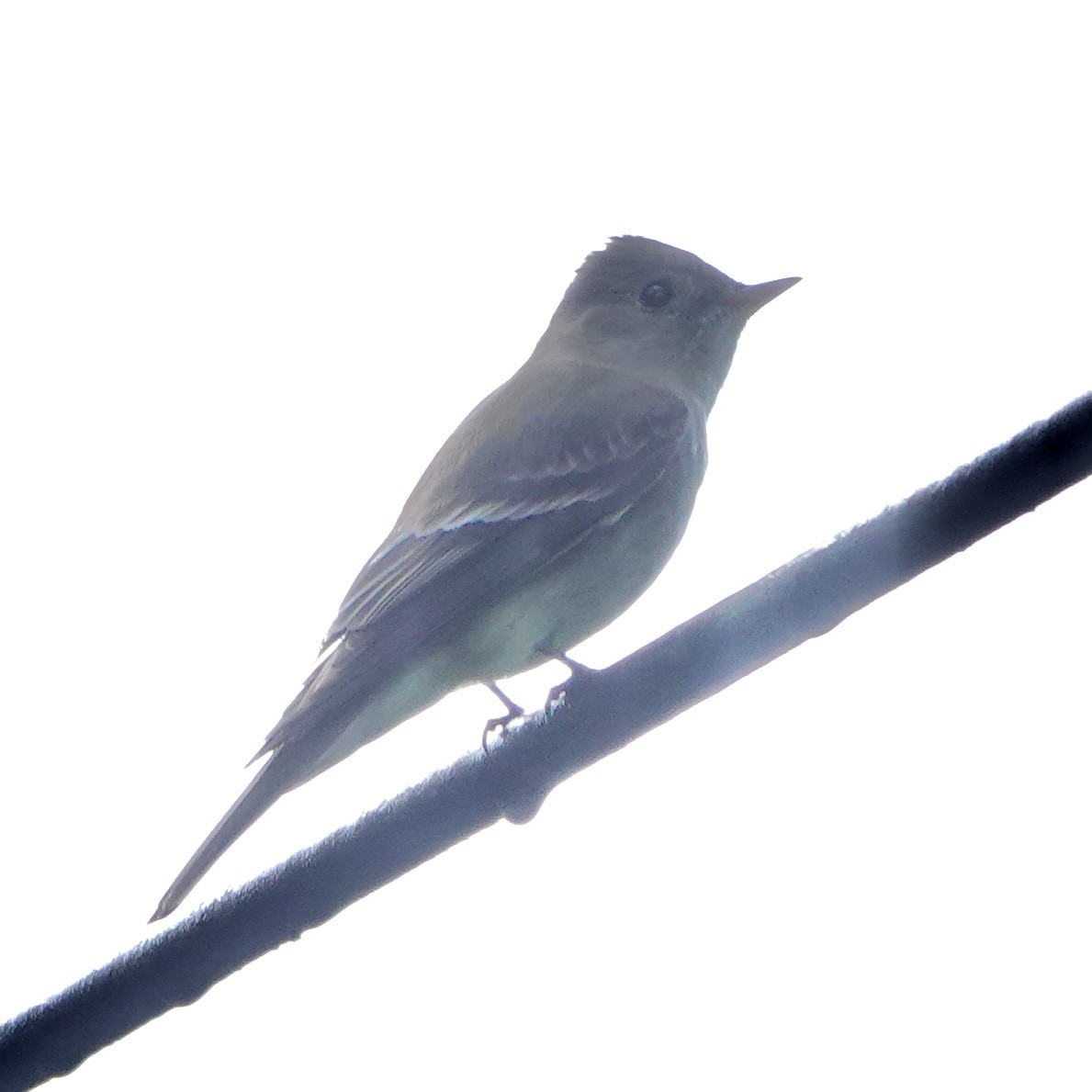 Northern Tropical Pewee - ML643050749