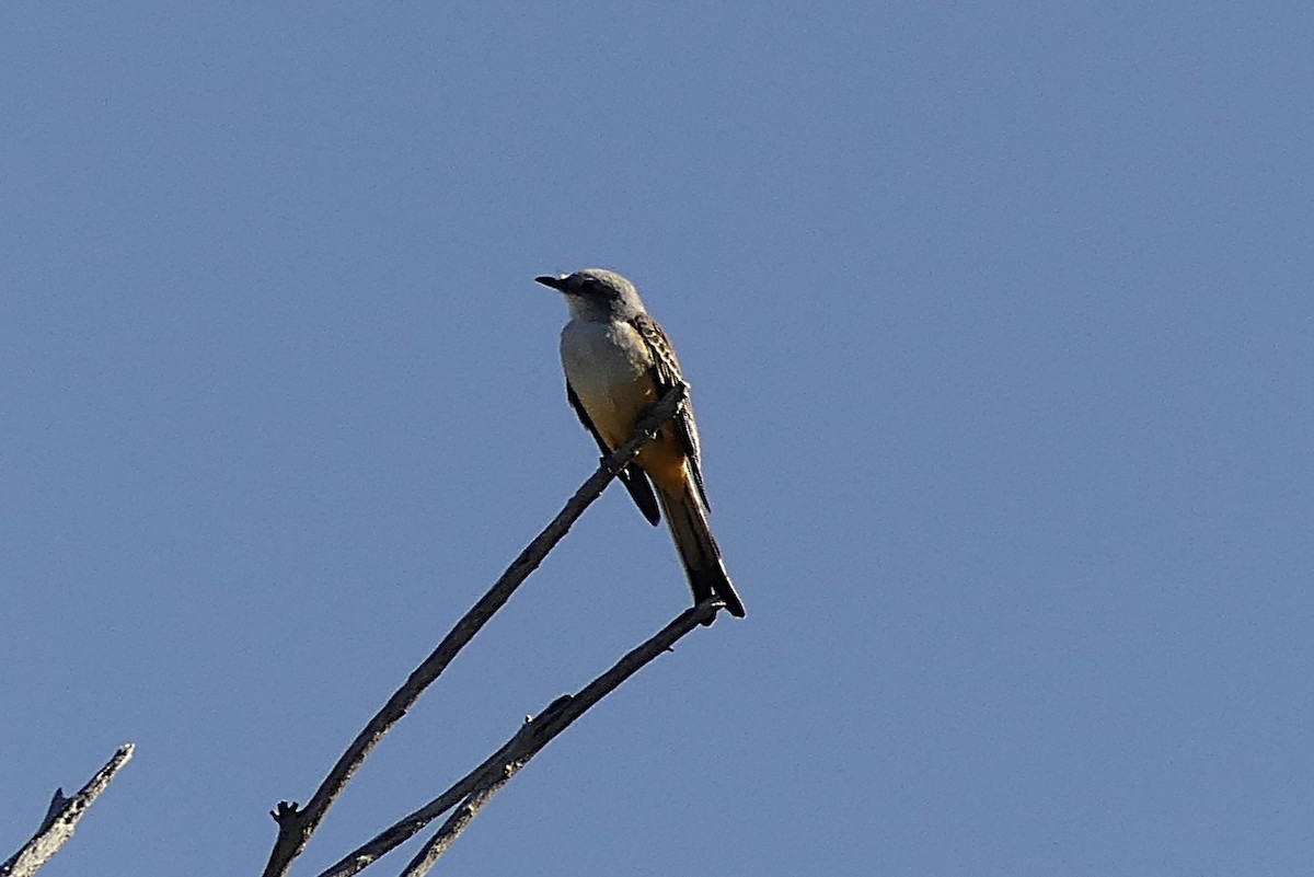 エンビタイランチョウ - ML643050797