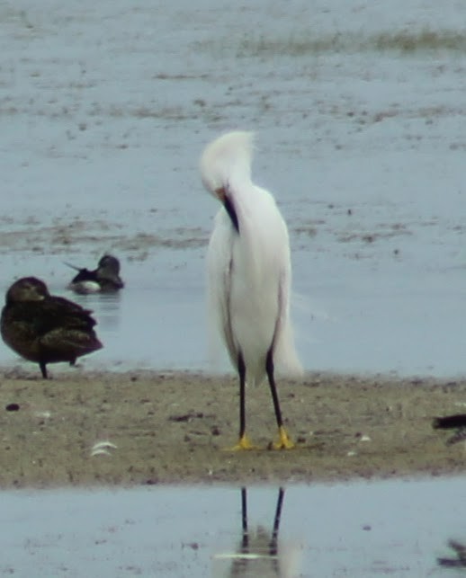 Snowy Egret - ML64305081