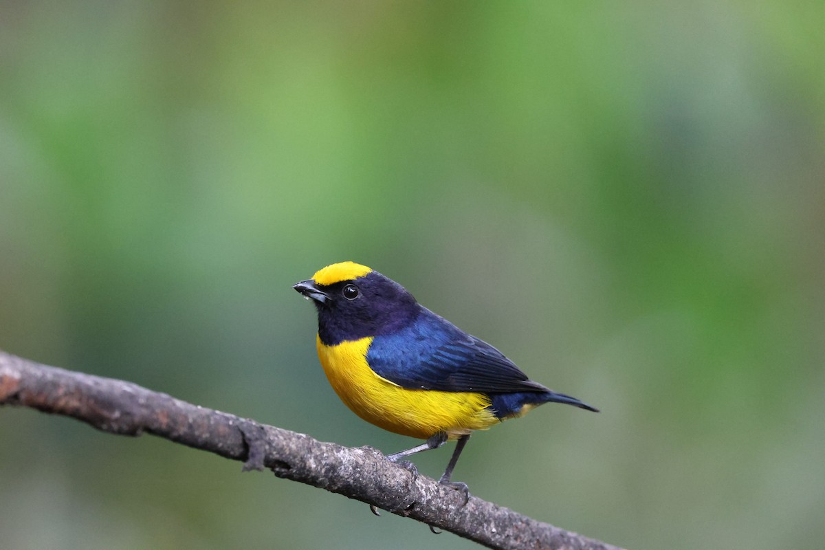 Orange-bellied Euphonia - ML643050819