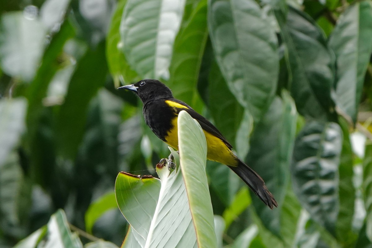 Black-cowled Oriole - ML643050833