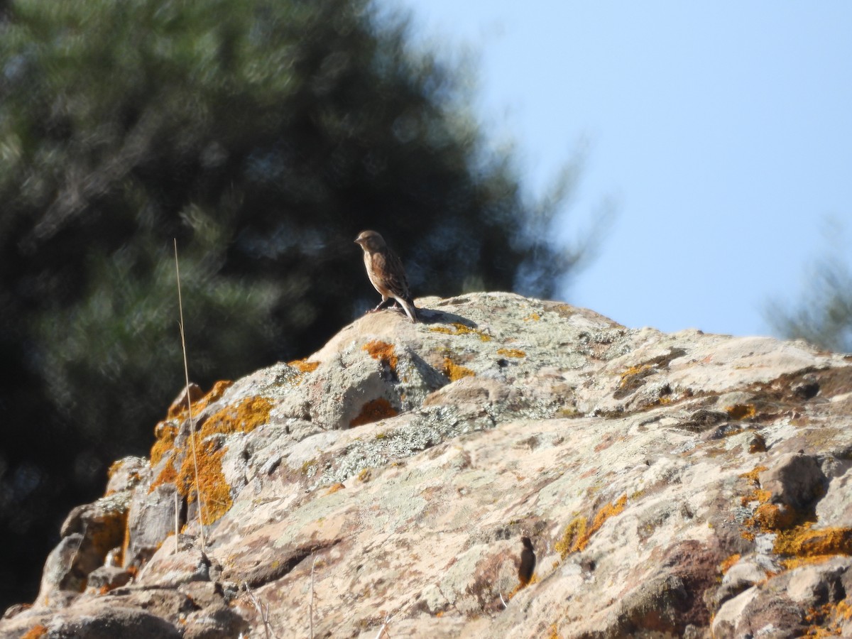 Eurasian Linnet - ML643050843