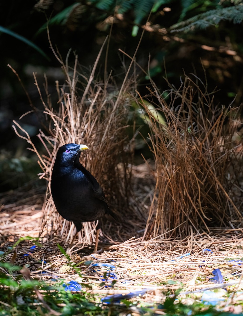 Satin Bowerbird - ML643050896