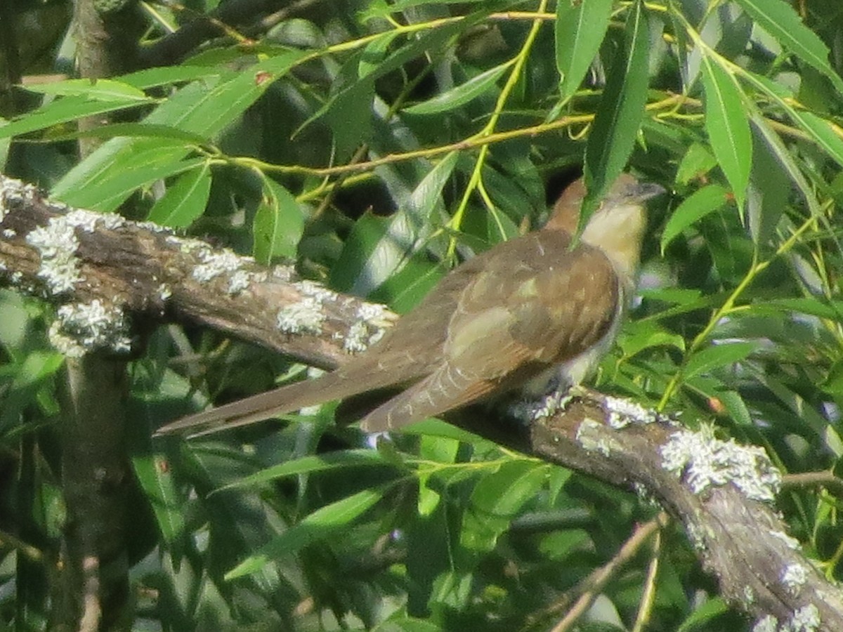 Black-billed Cuckoo - Kathy Duret