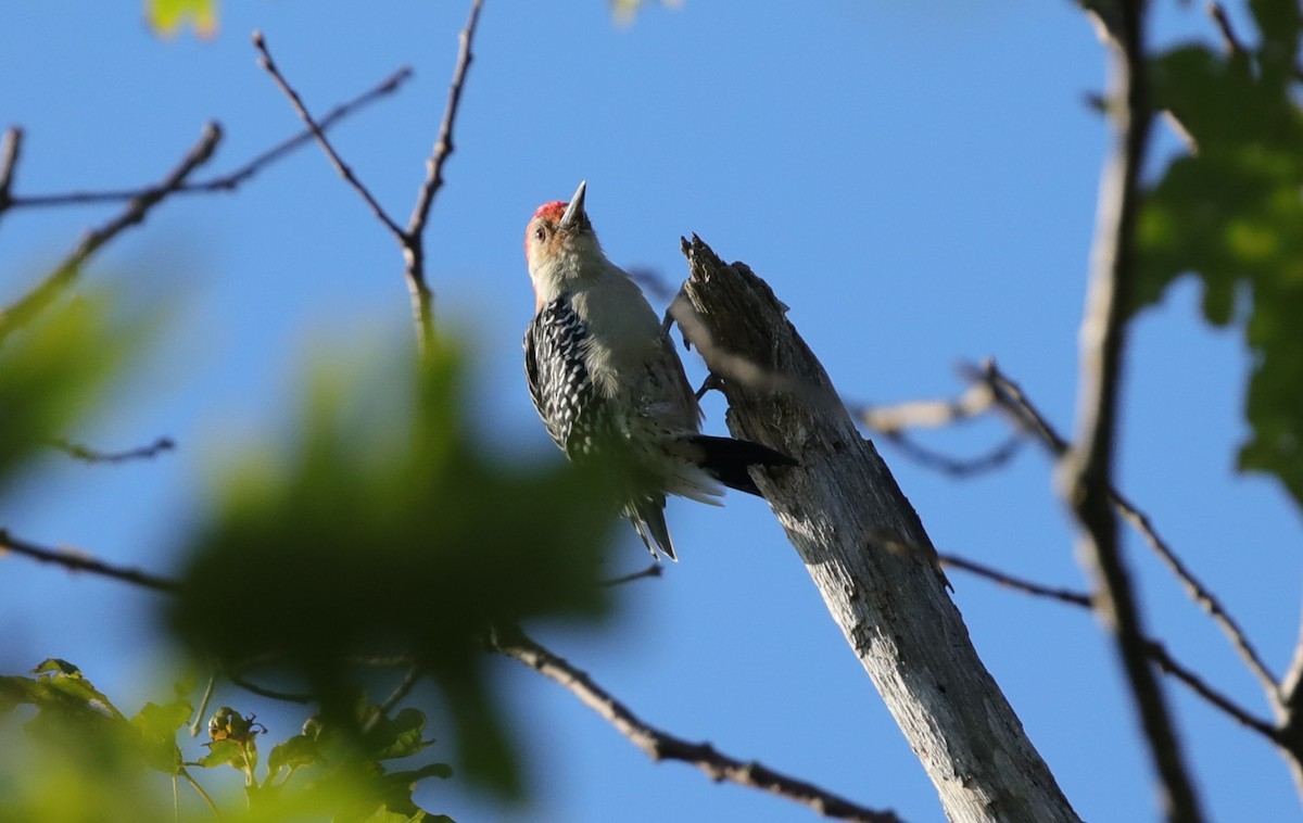Red-bellied Woodpecker - ML643050929