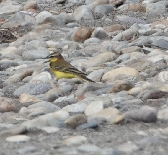 Western Yellow Wagtail (iberiae) - ML643050931