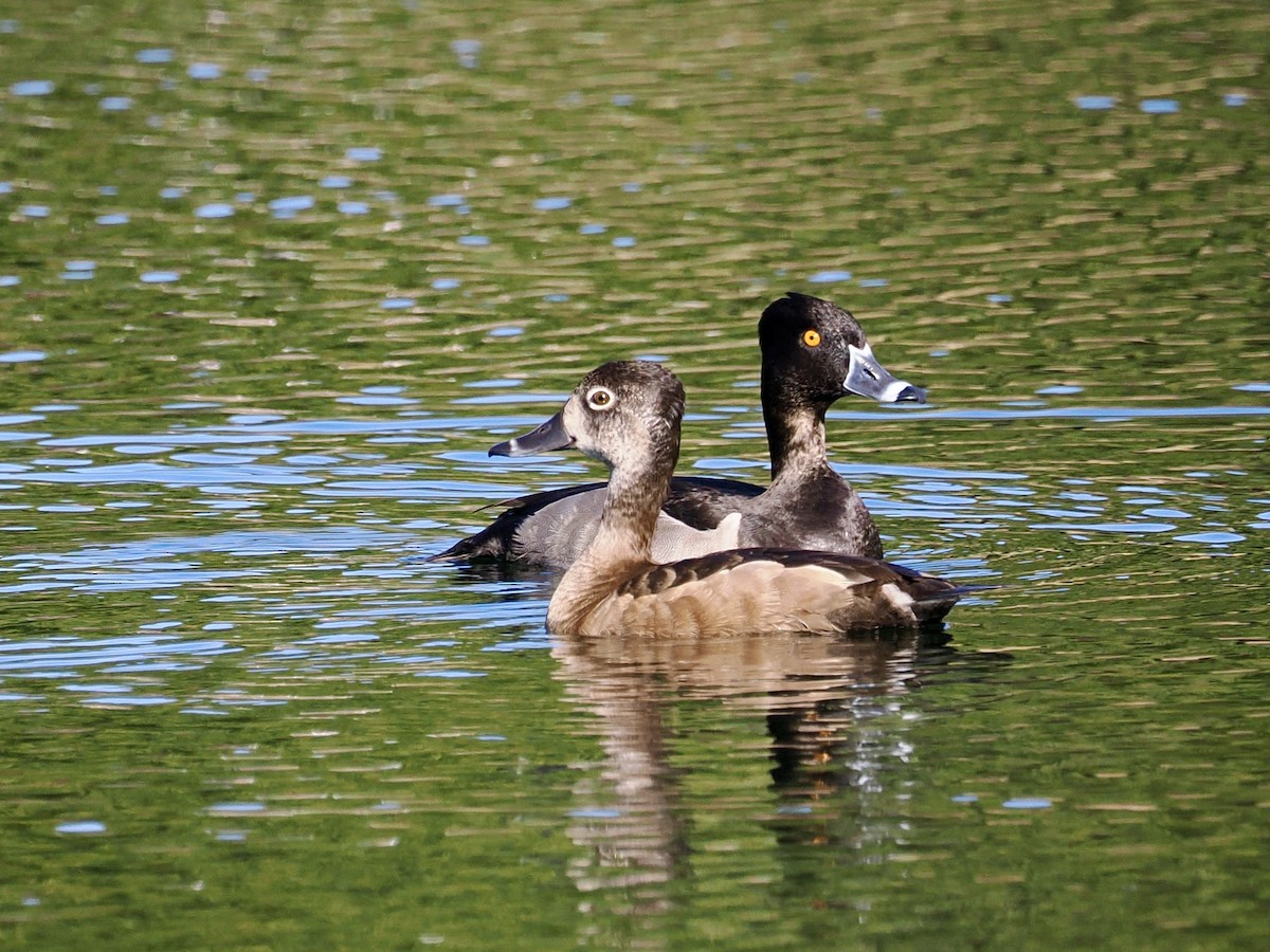Ring-necked Duck - ML643050945